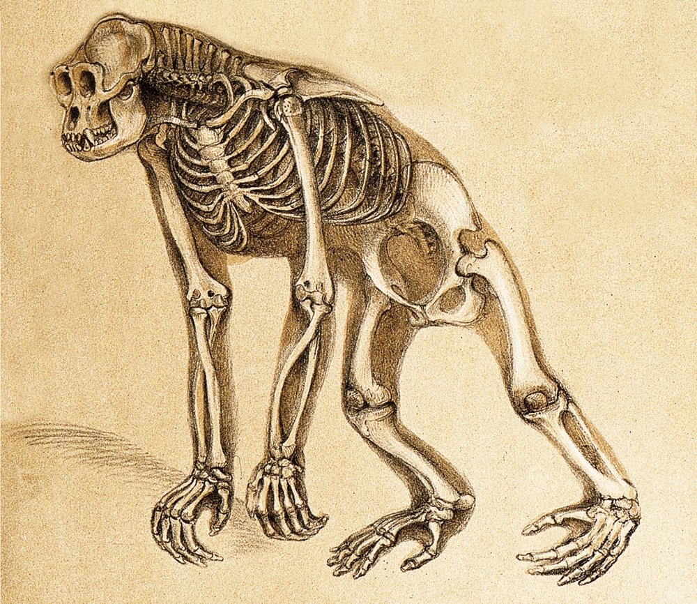 Cornelius Skelton ape 未開封 Wedge-capped Capuchin Monkey Skeleton, Disarticulated - Bone